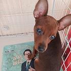 出售纯种小鹿犬，三月男生