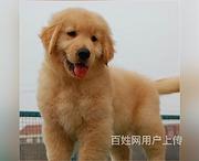 永州宠物店卖金毛的在哪哪里有卖